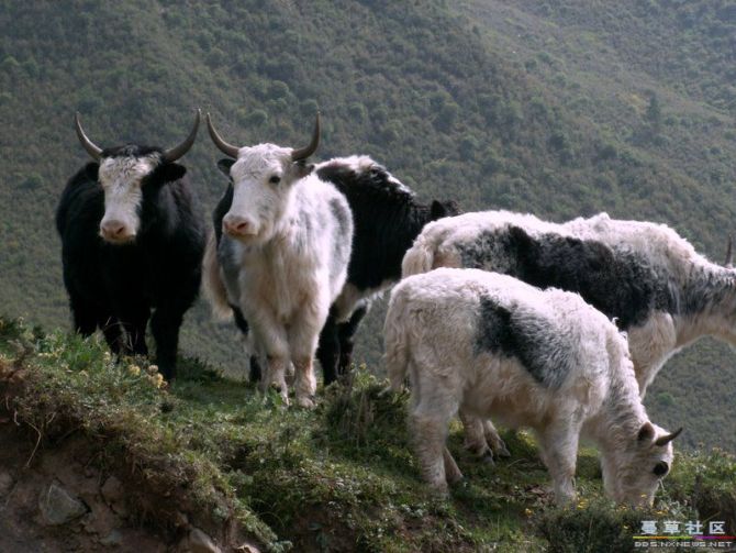 美丽的华锐扎西秀(谨此献给我可爱的家乡)